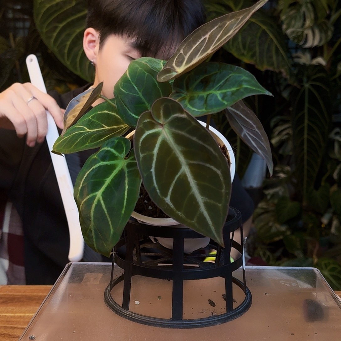 完全开放V36银色闪光杂粗脉水晶