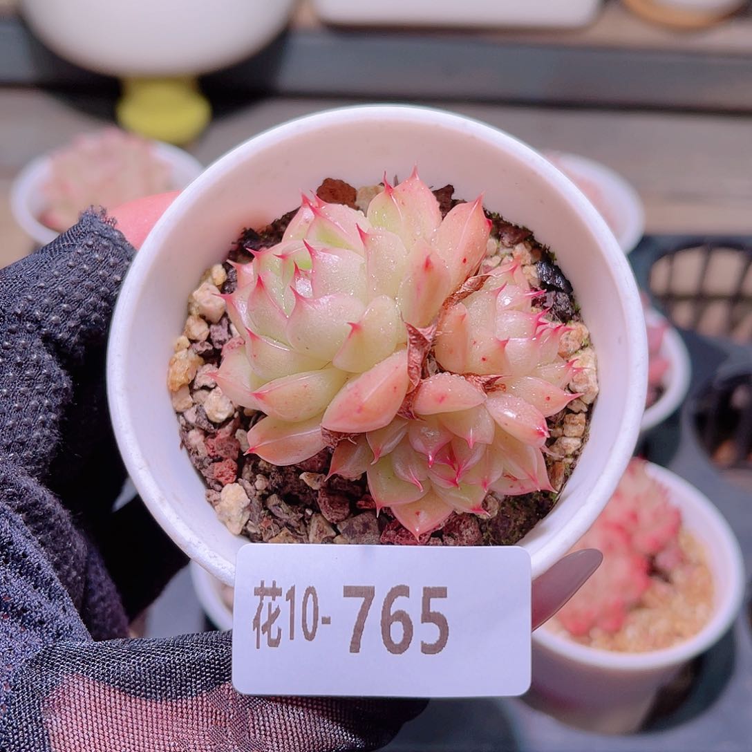 花利美10-765海王
