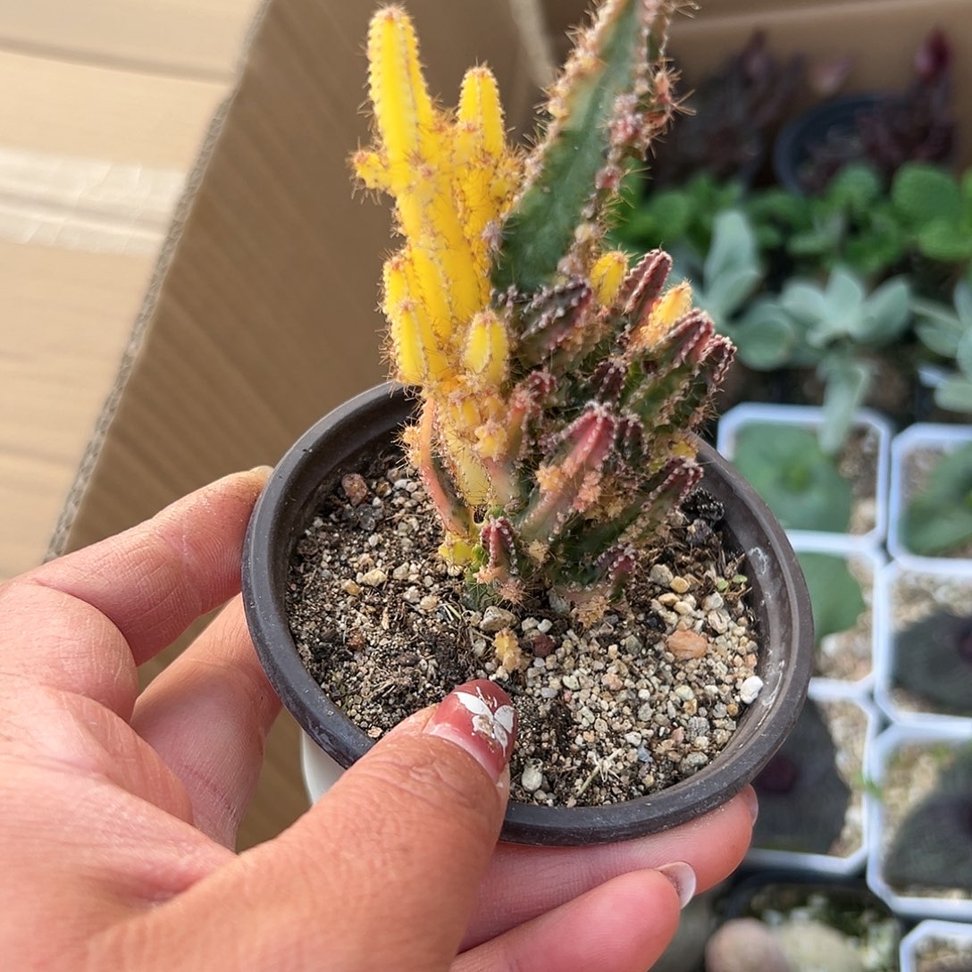 多肉植物万重山锦