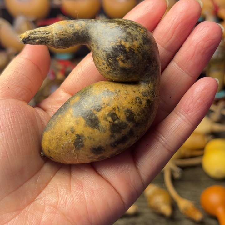 悟***6花皮葫芦天天开心