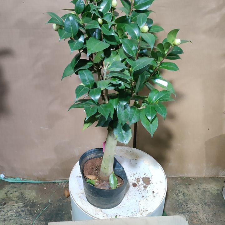 874花木兰，原盆原土发货，不包邮