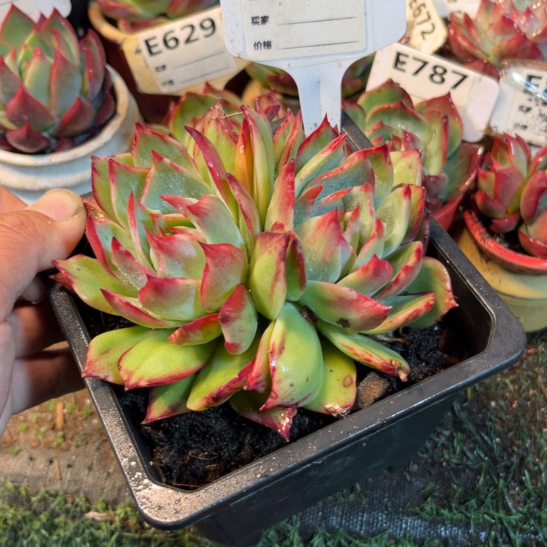 惊鸿一瞥774号多肉