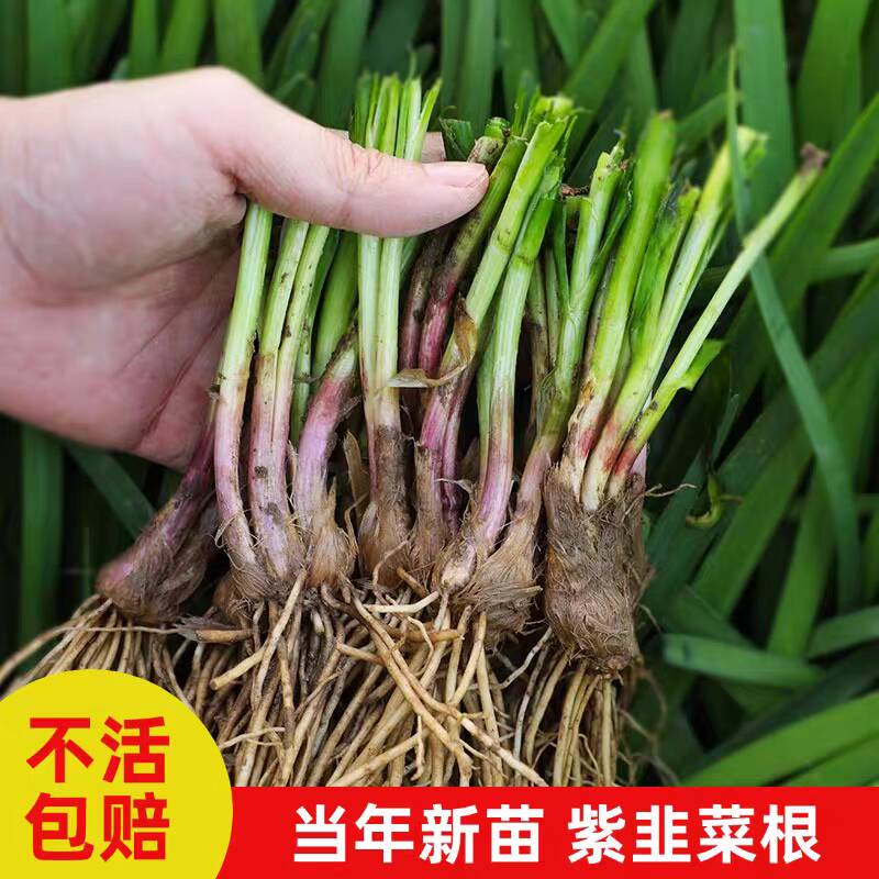 【韭菜根苗】现挖宽叶紫根韭菜苗紫红根四季阳台盆栽种四季蔬菜秧苗