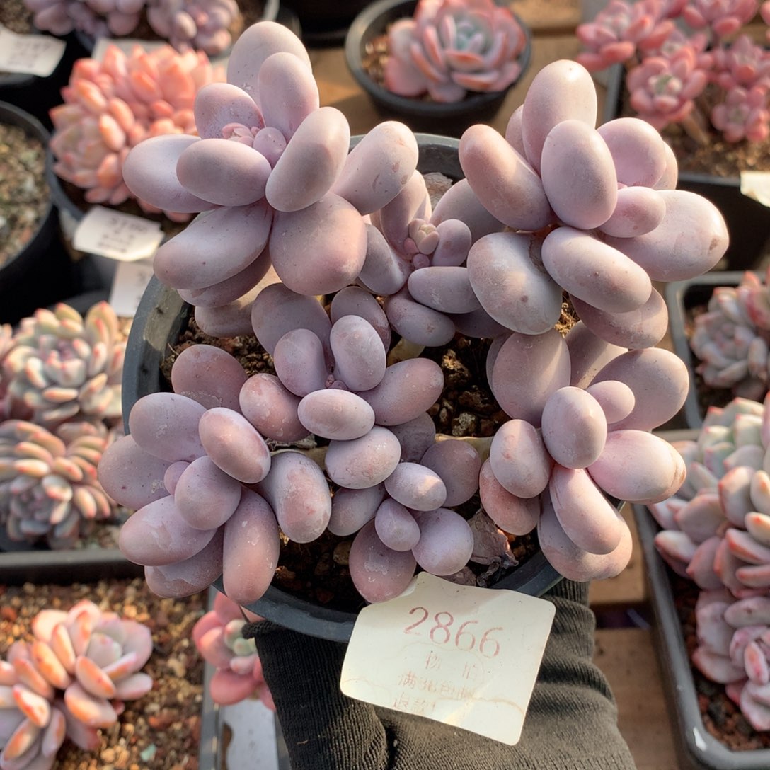 14厘米七头原始奶多肉2866