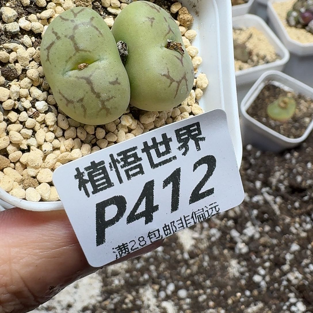 多肉植物的润泽gbnk