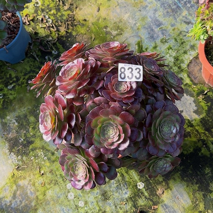 00000000000833荷兰玫瑰