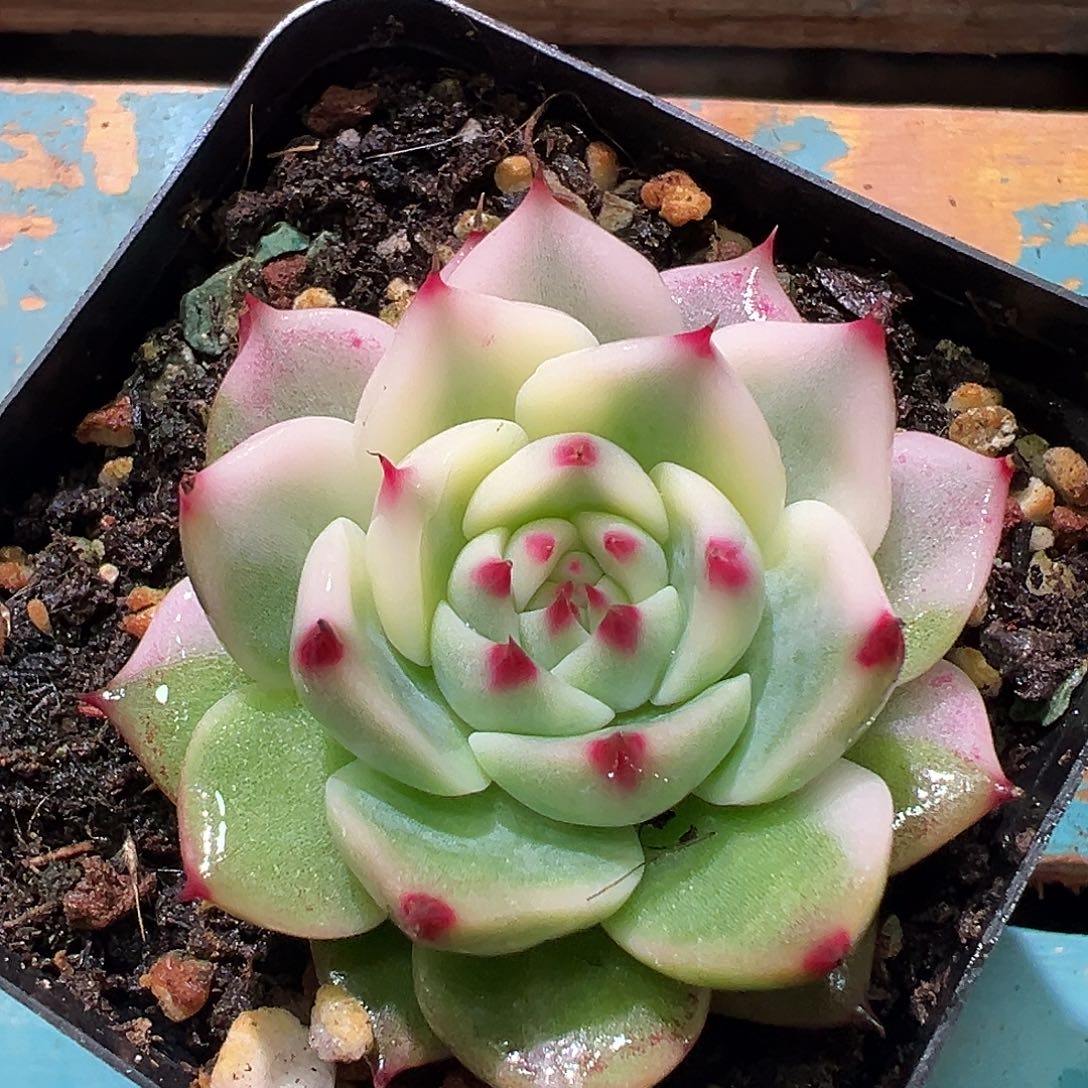 吉娃娃锦，半覆轮锦