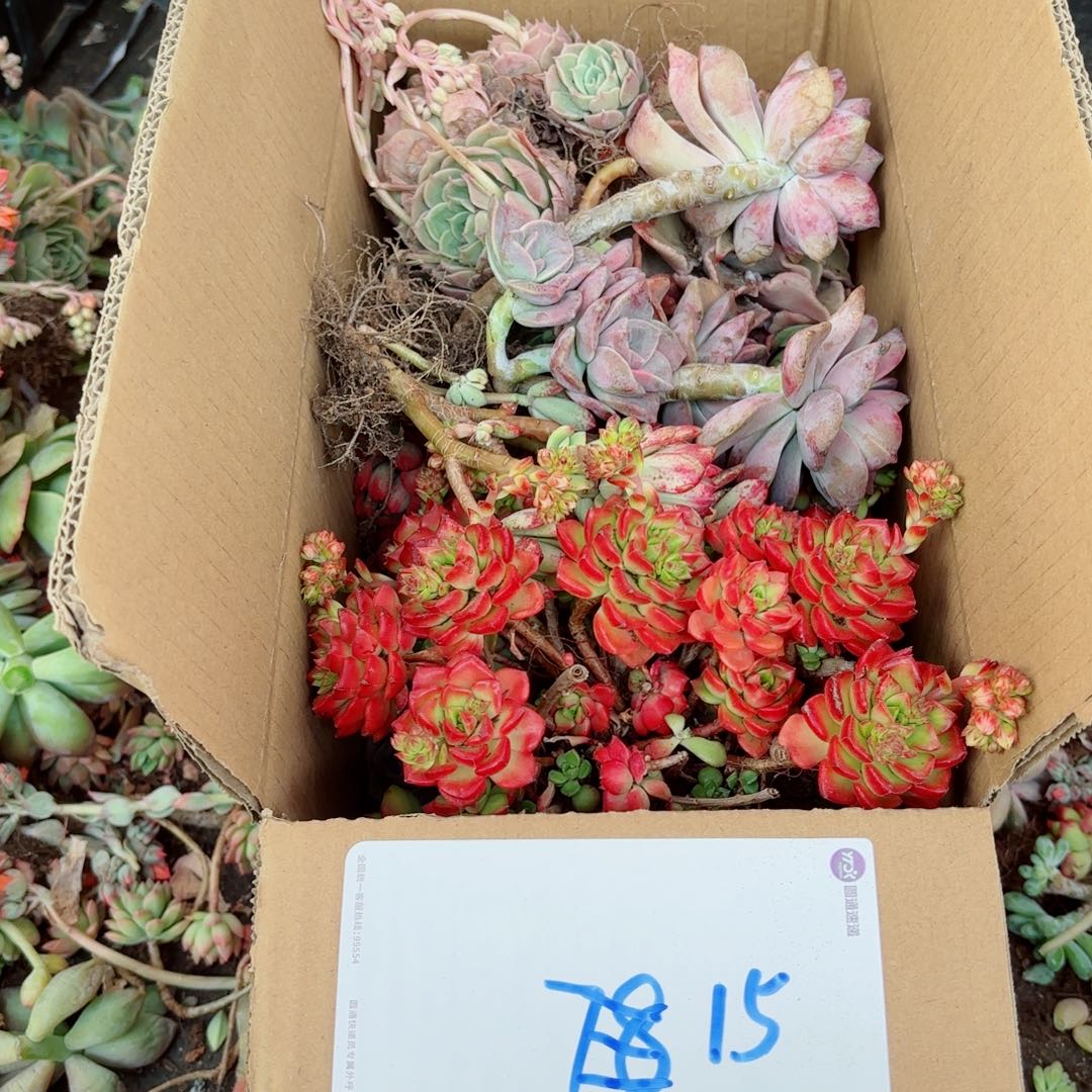 赫***诗杂花瑕疵断头优惠处理不售后15