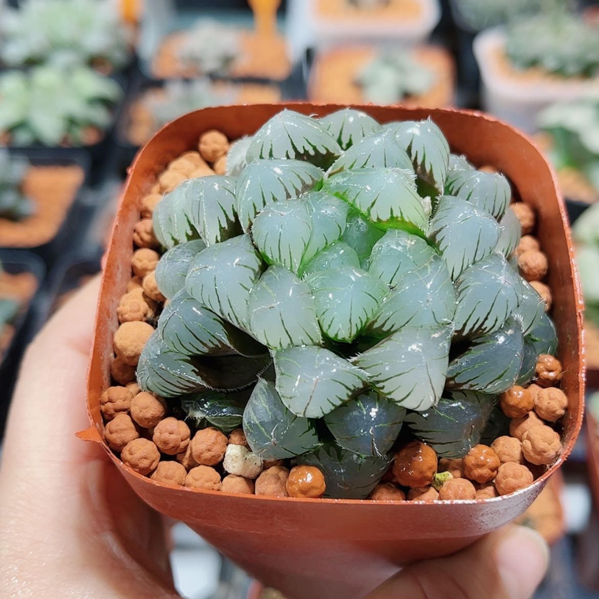 【闪购商品】白赤线