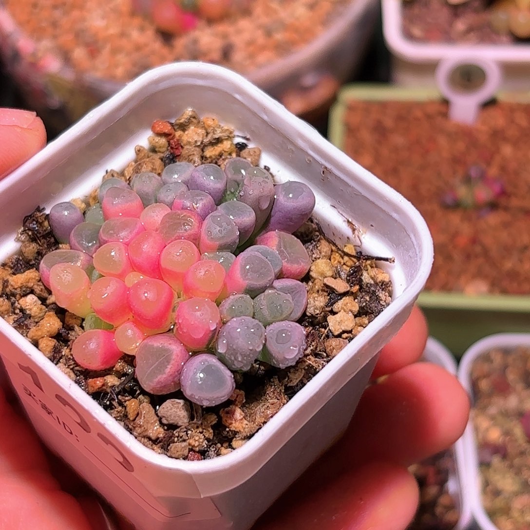 122号五十铃玉锦多肉植物锦一物一拍带盆土