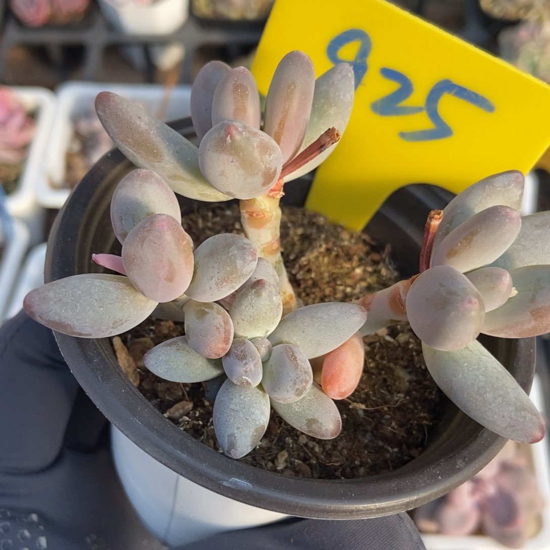 925白兰地多肉植物保护