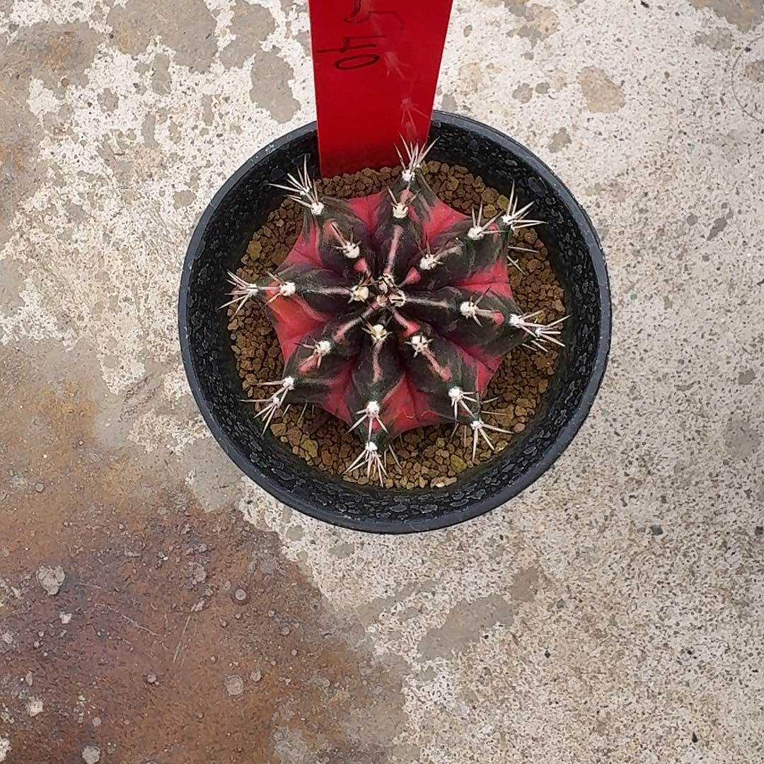 L540-1113广东发货 消防员