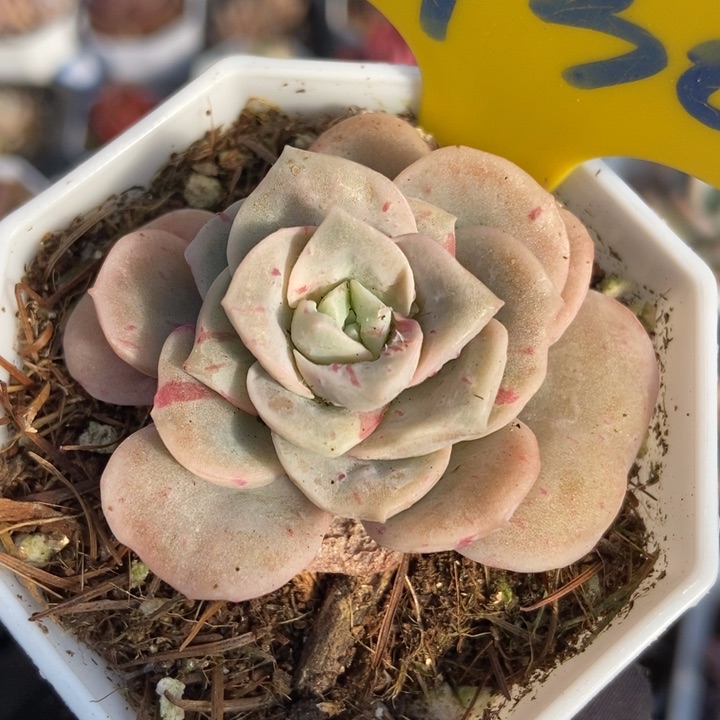 930可爱玫瑰石化多肉植物保护