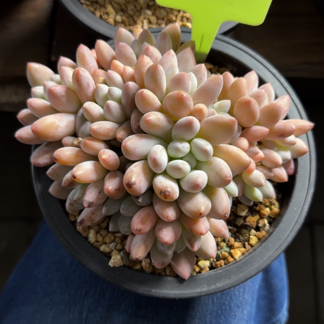 香所11111111111111111111111111