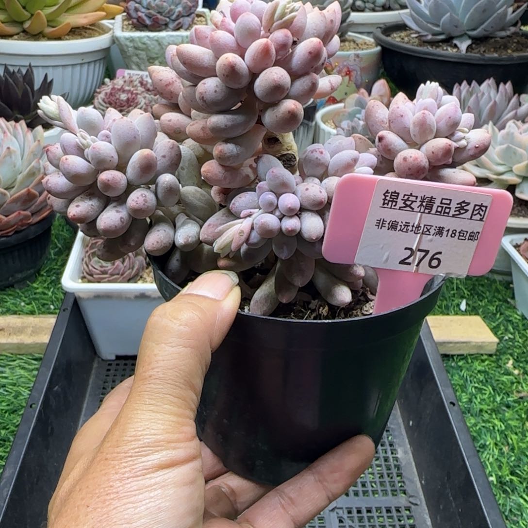 锦安精品多肉植物276