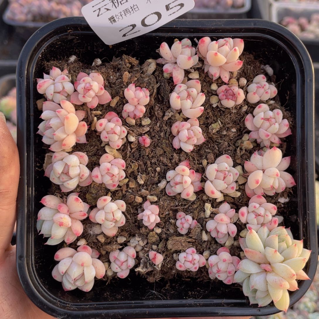 云糖心多肉植物205