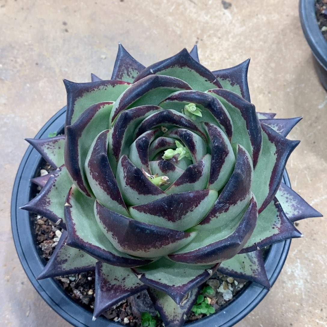 超*福利特价老朋友价格