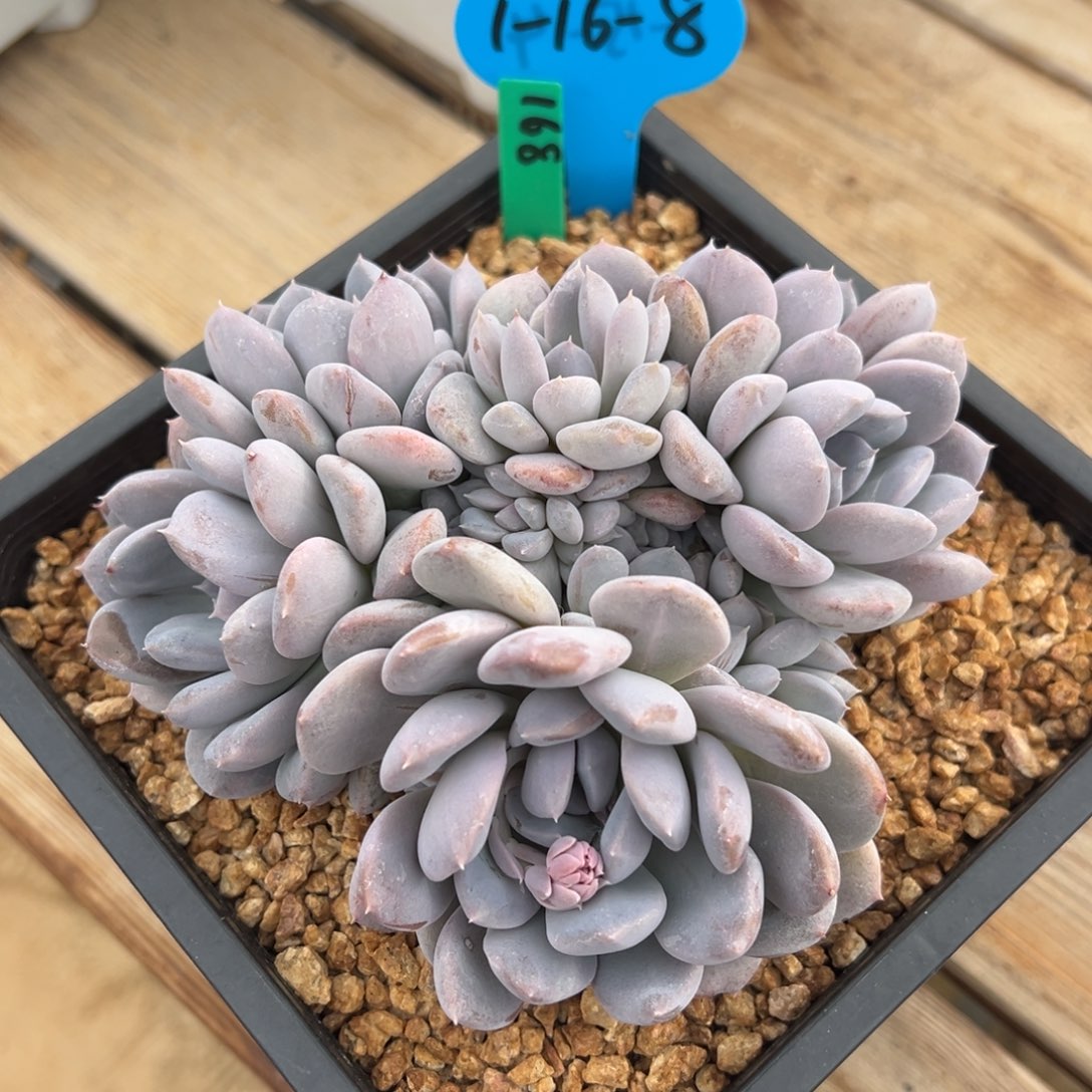 1-16-8菩提子朵朵缀多肉植物