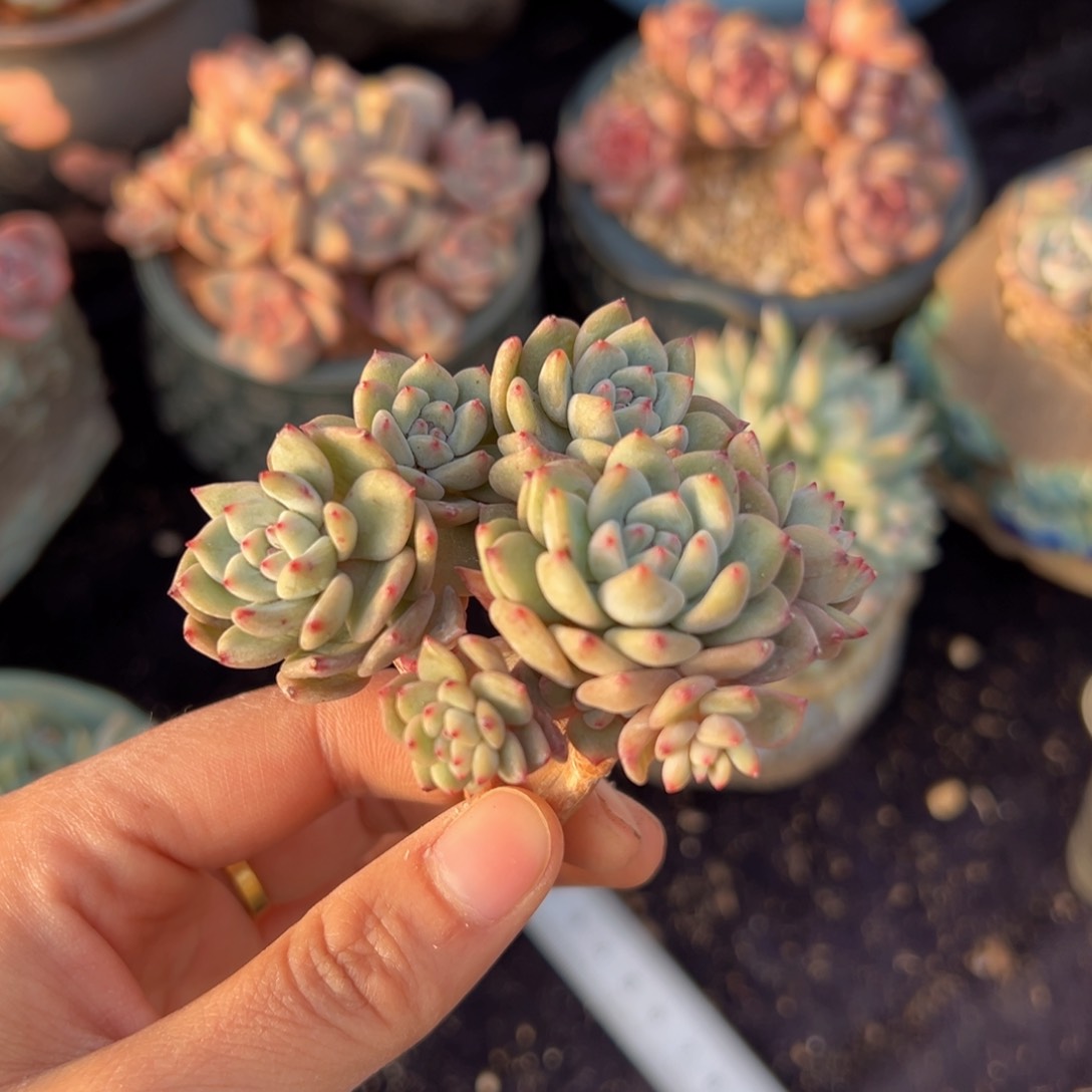 新年快乐 新年快乐