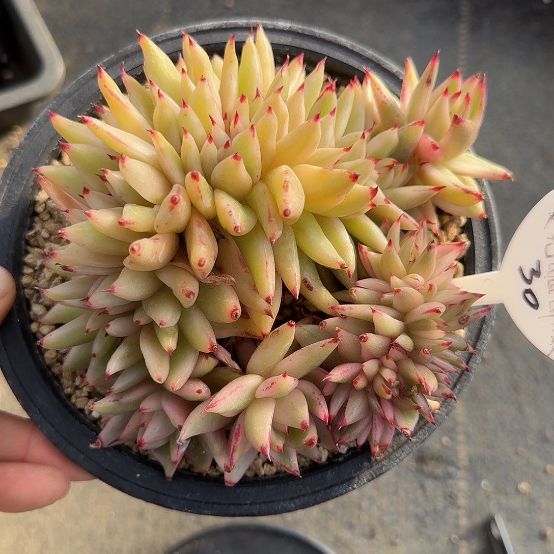 艾克魂锦缀不带盆土发货