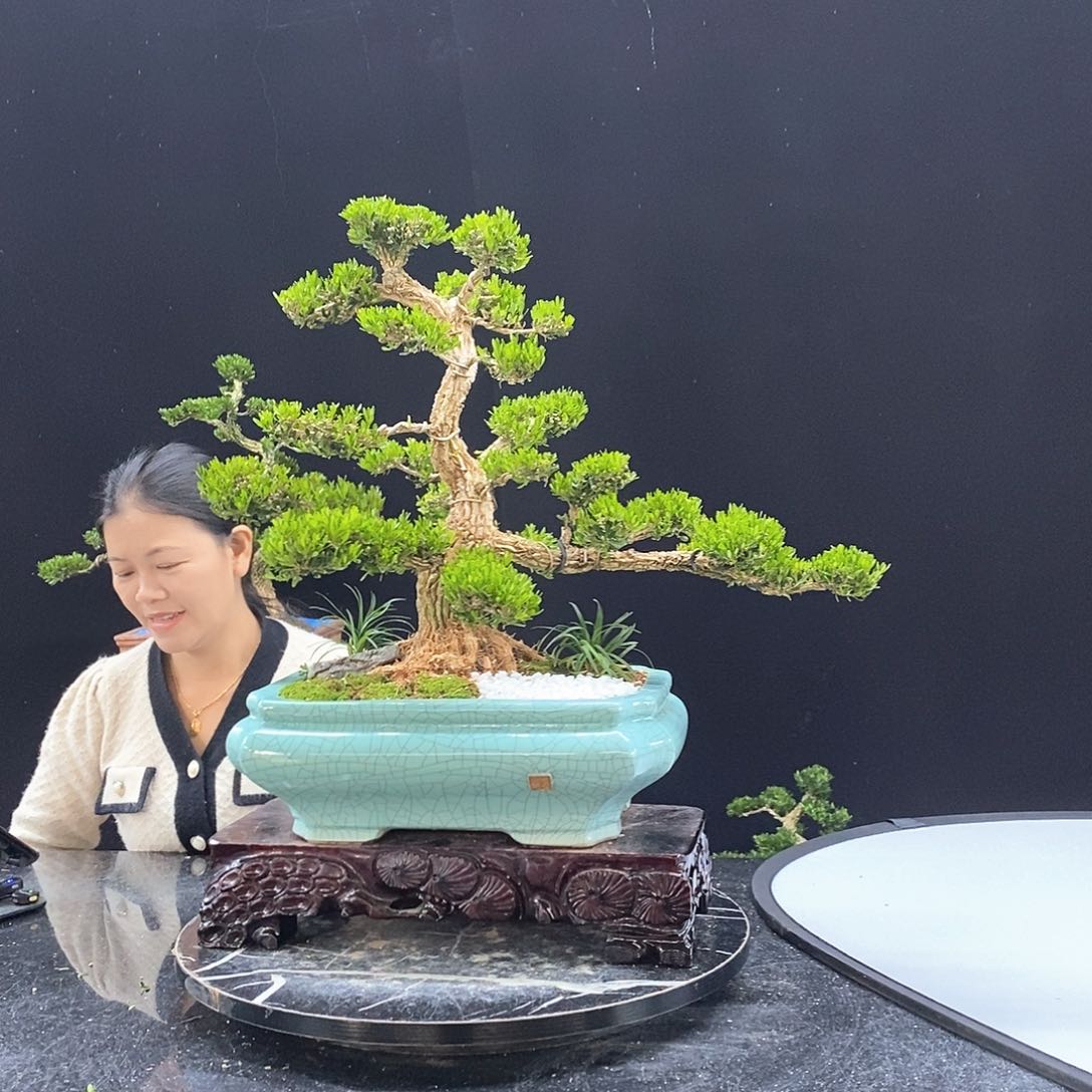 无花朵黄杨盆景艺术