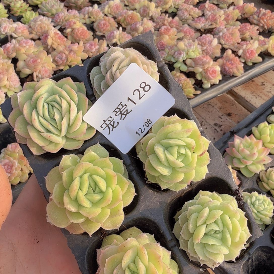 直播福利一物一拍128