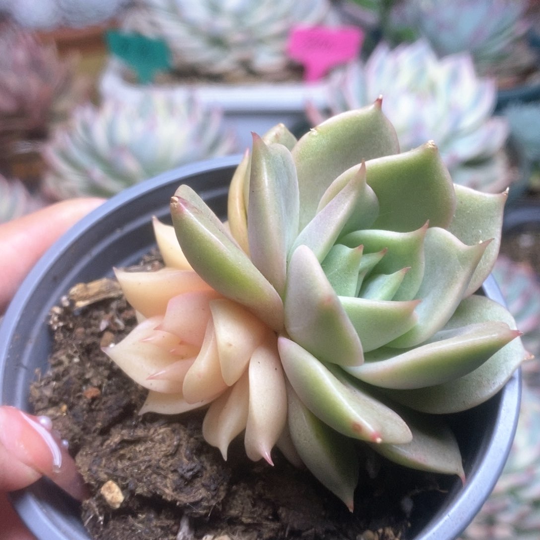 140贝加尔湖锦锦锦锦锦