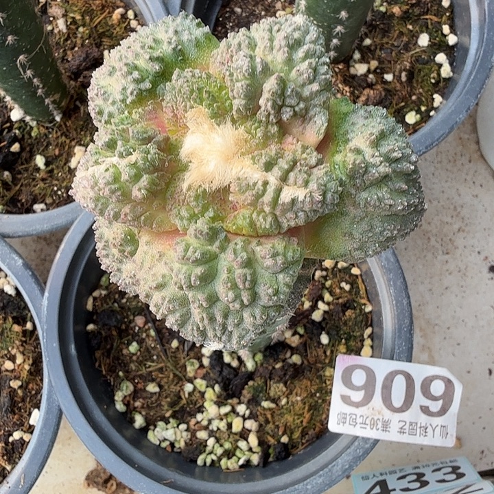 无花朵606艳肌哥斯拉西三