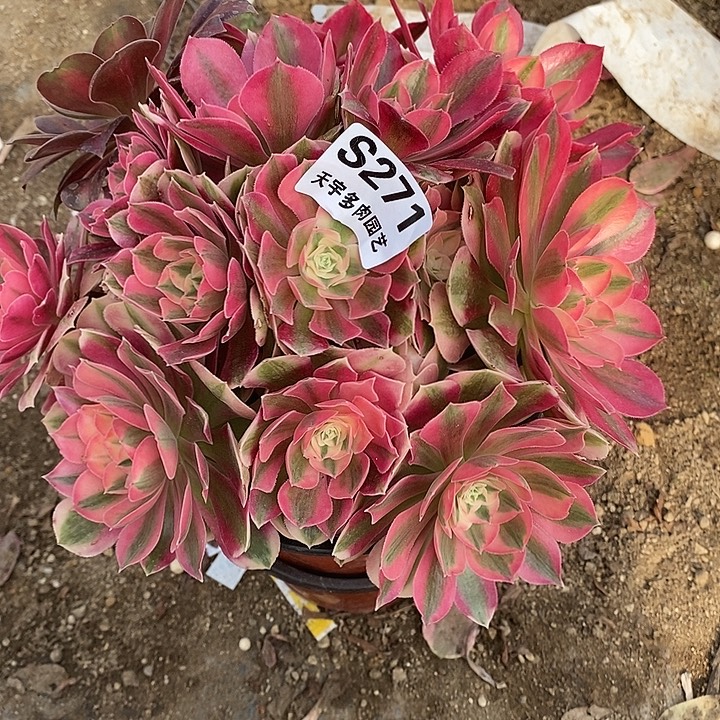 多肉植物女巫271多肉