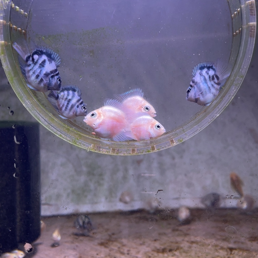 短鲷鱼白金宝蓝一组6条