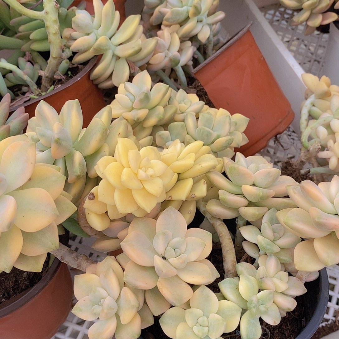 多头群生美杏锦三盆