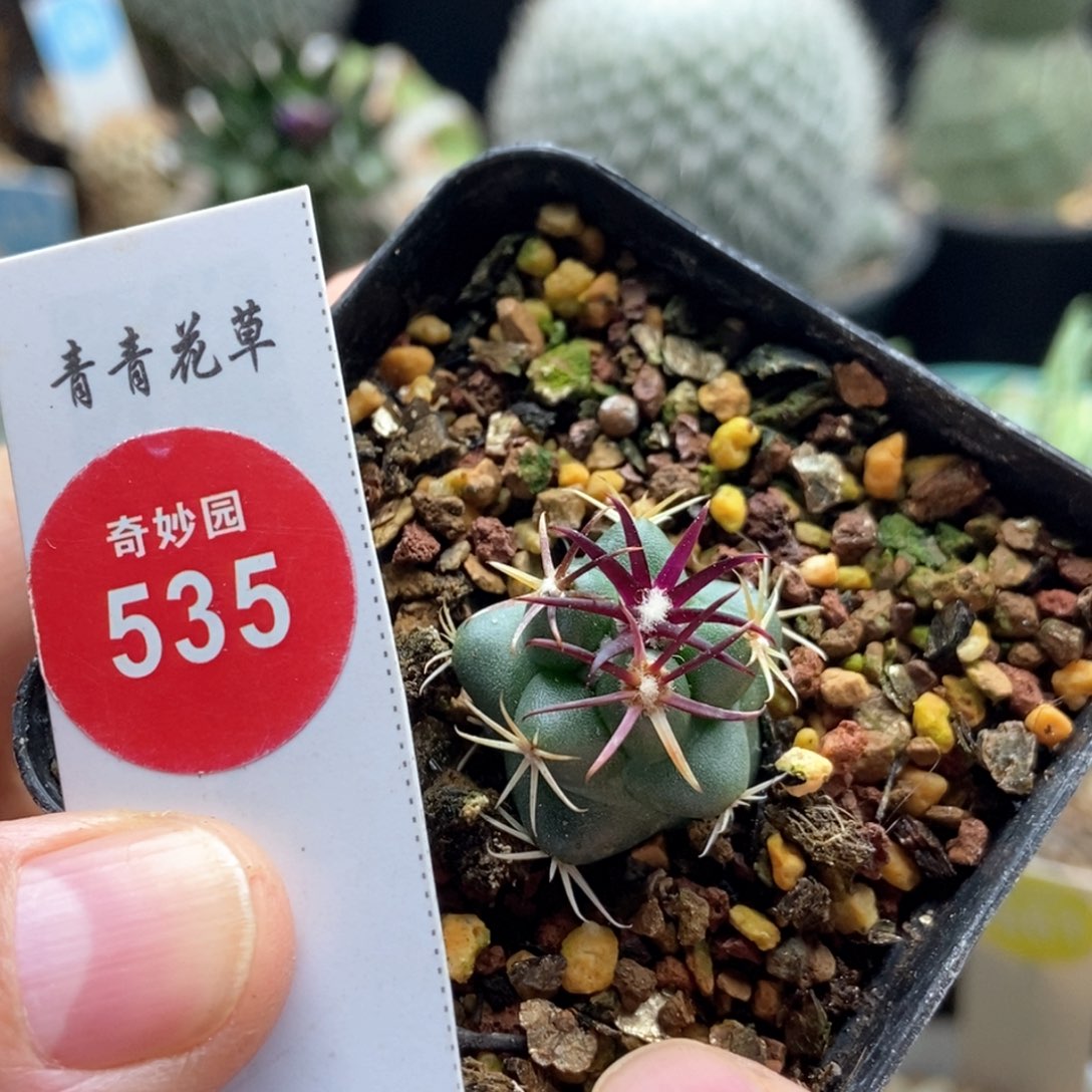 实生豪刺大红鹰2cm