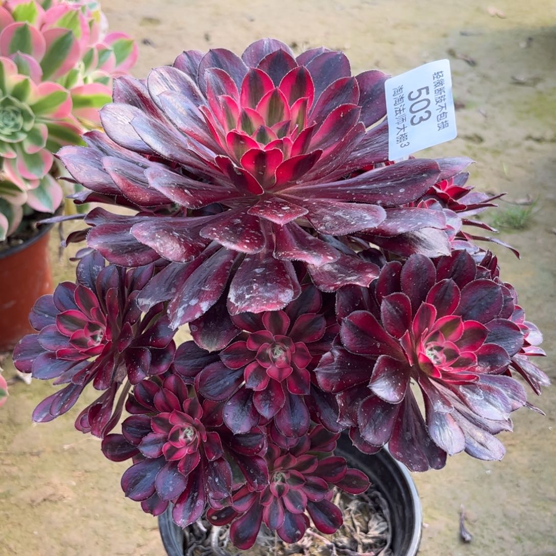 503丽娜多肉植物