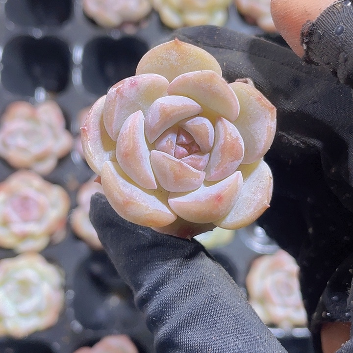 75精品粉豹2颗一组