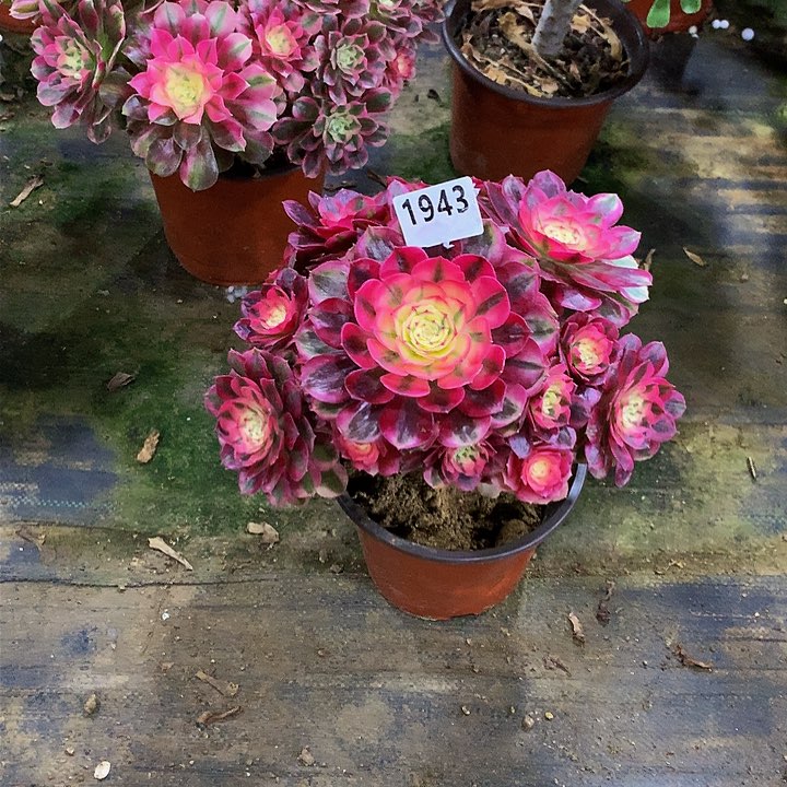 刘*多肉倾城1943