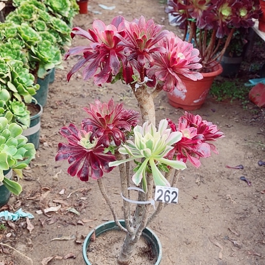 262嫁接老桩法师