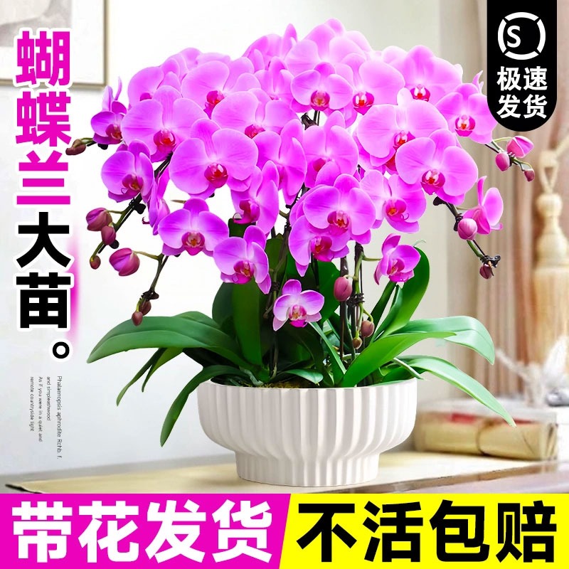 蝴蝶兰盆栽带花苞秋冬耐寒鲜花卉绿植物室内兰花苗大易活