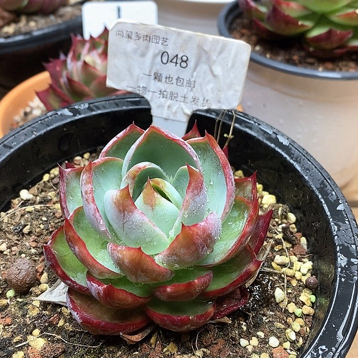 惊鸿仙子一物一拍048