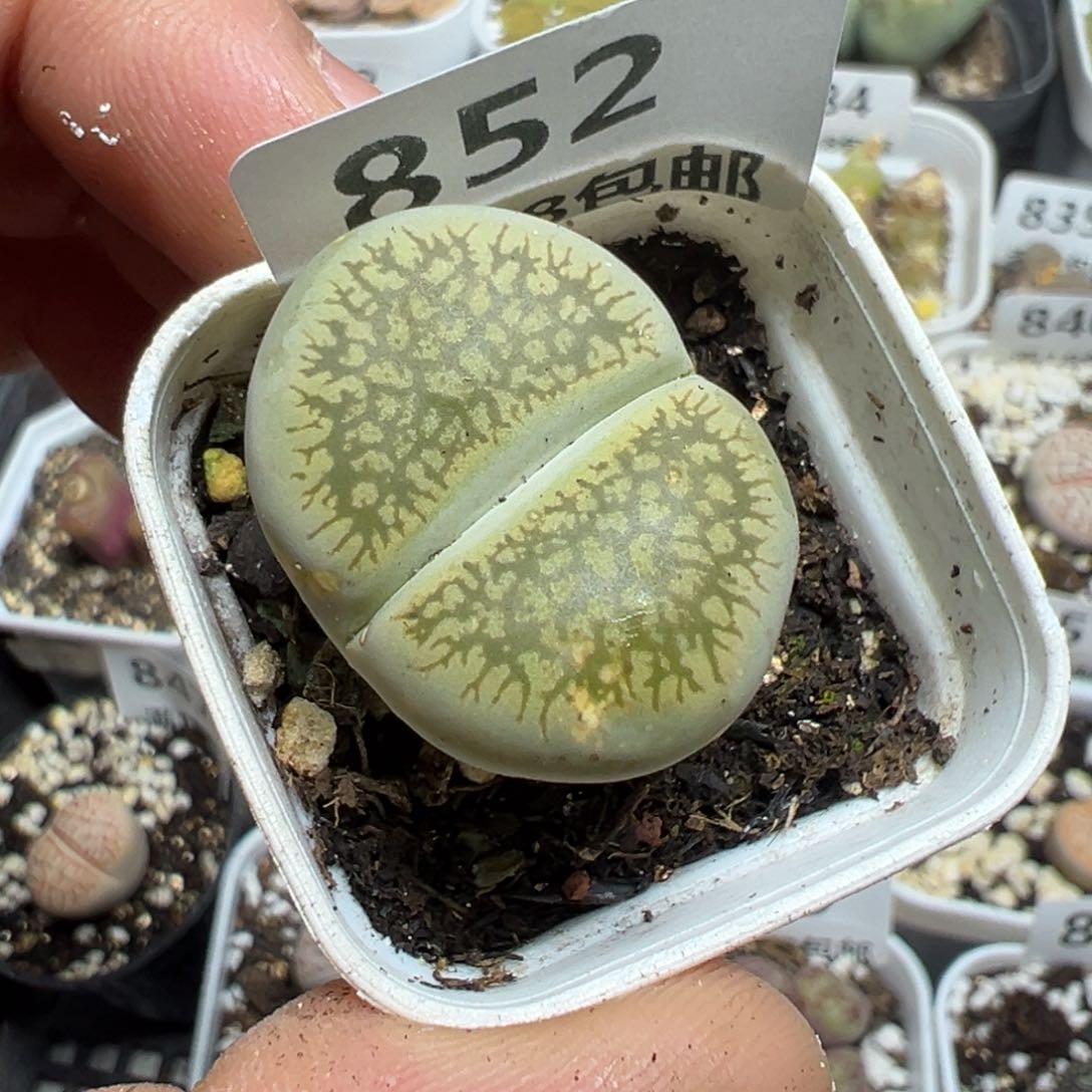 【闪购商品】 852。 瑕疵