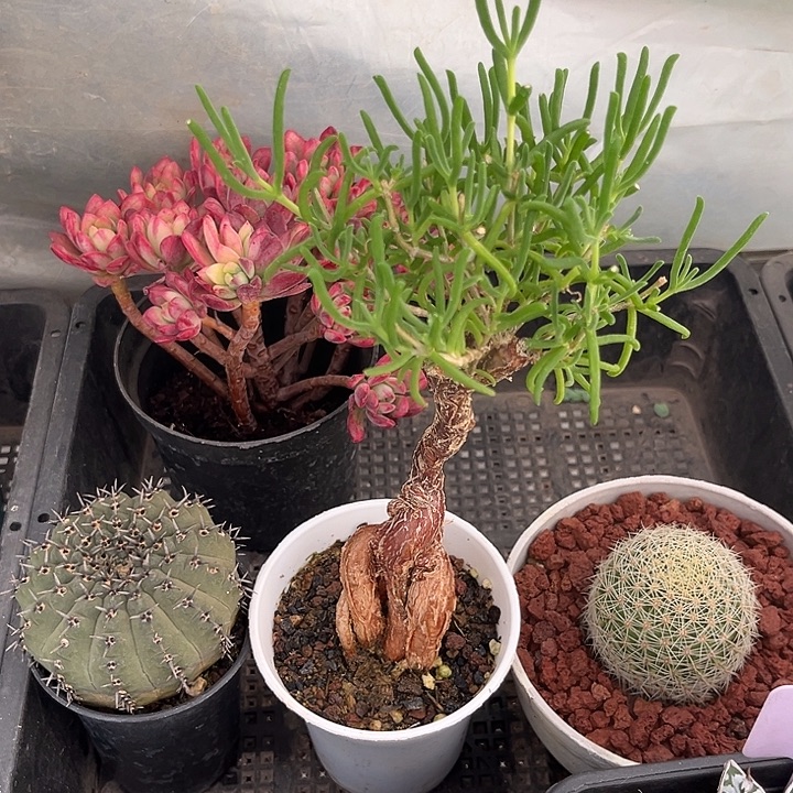 我也不知道我为什么要这样