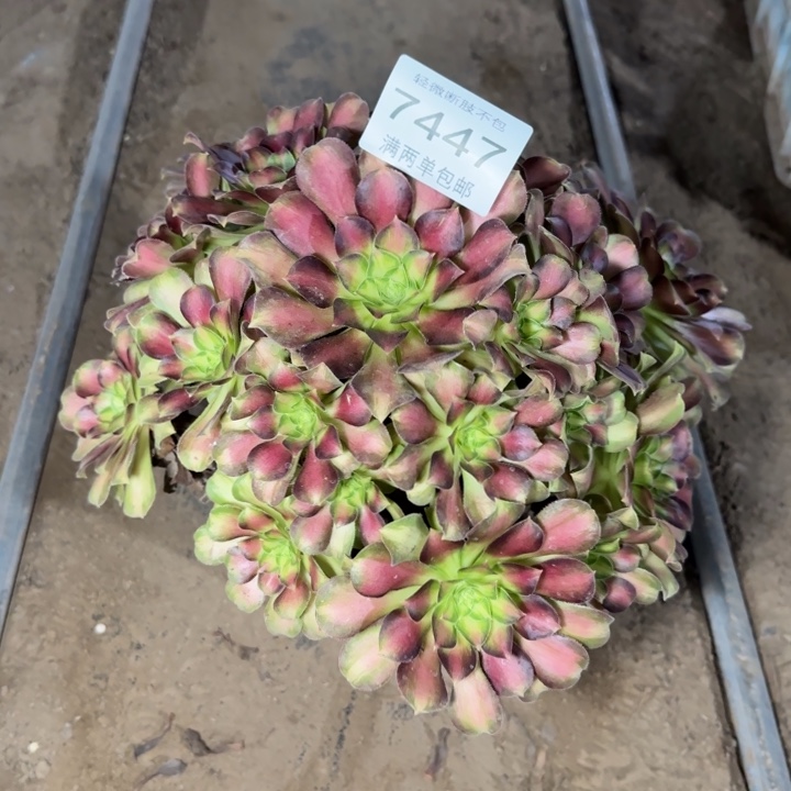 7447韶华多肉植物