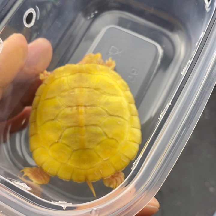 巴西彩龟母6666666