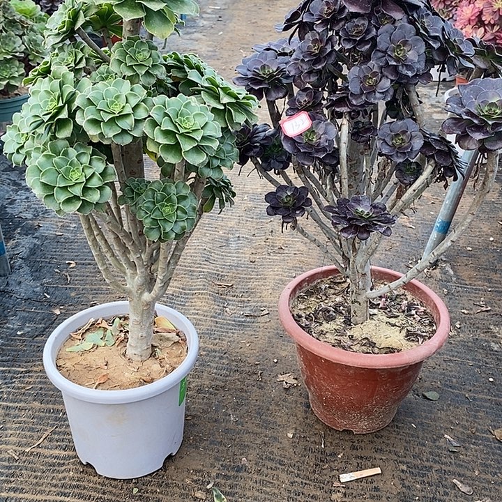 132，2颗多肉法师多肉法师