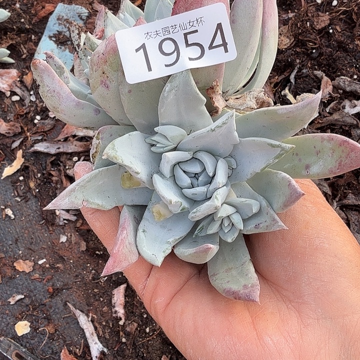 3代杂交新品仙女杯多肉