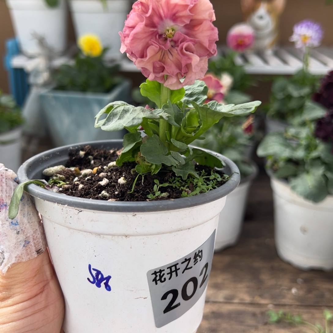 【闪购商品】完全开放202号苗小