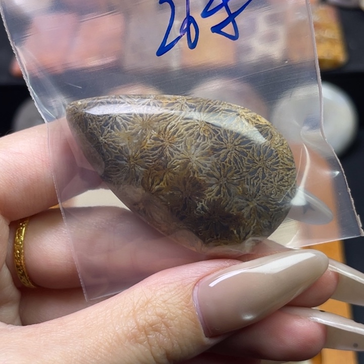 未镶嵌吊坠硅化珊瑚（珊瑚玉）