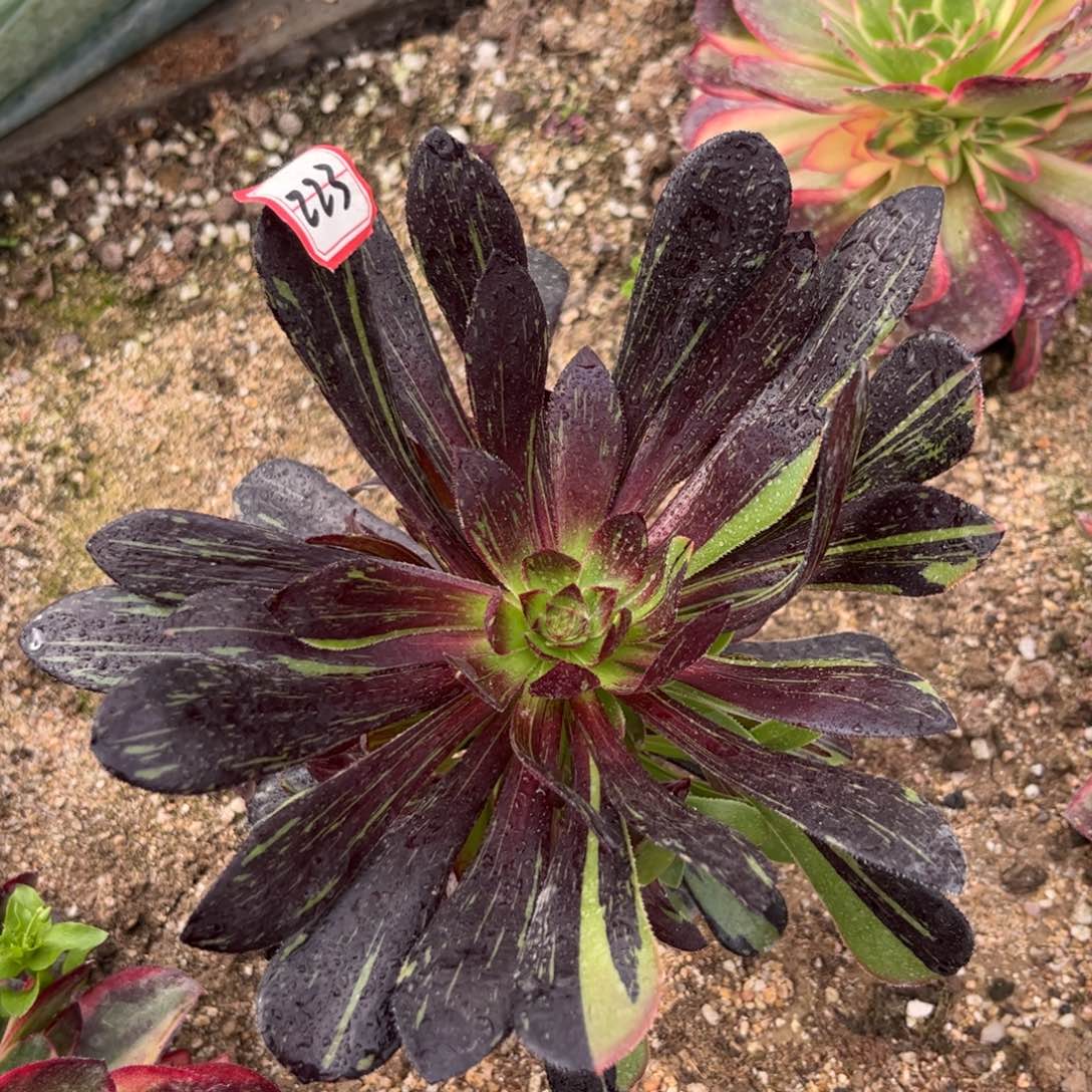 223多肉植物水墨丹青捧花