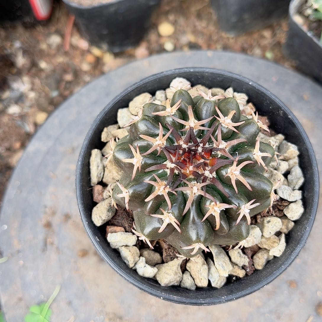 圆盘猫爪一一一一一一一