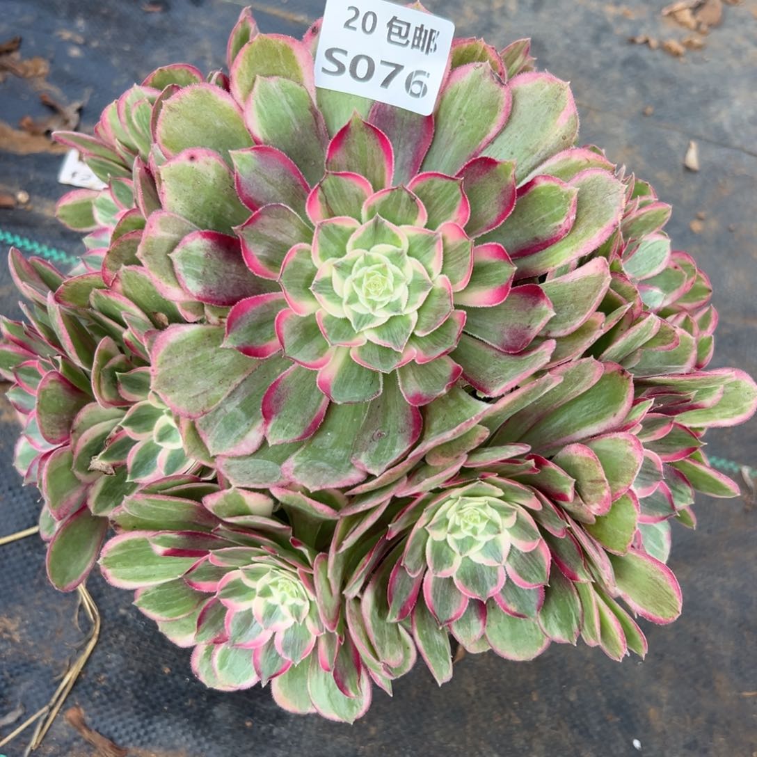 076孔雀翎，多肉法师