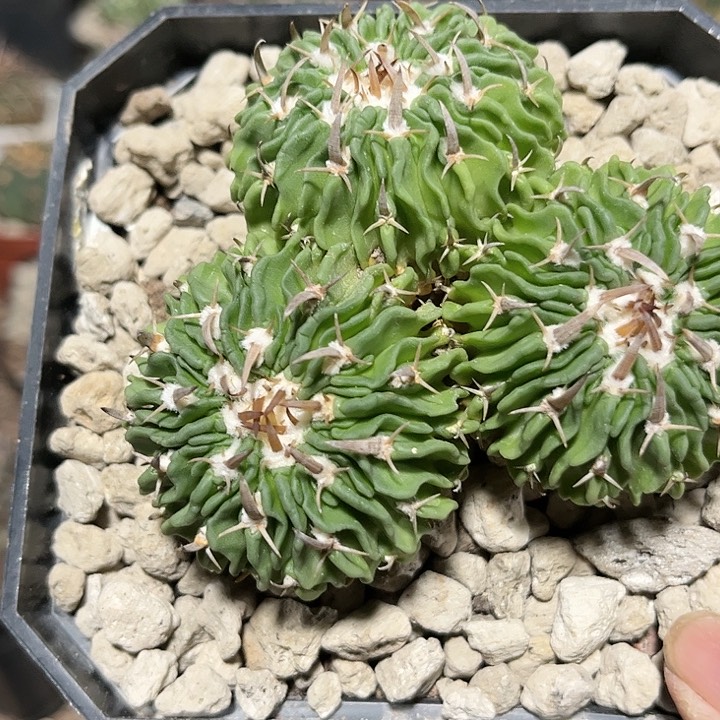 全部花朵川***?1111111111111